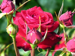 beautiful-rose-pictures-flower_104678
