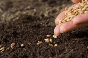 sowing-the-seeds