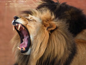lion_roar.jpg