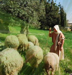 shepherd_nazareth-village_sm.jpg