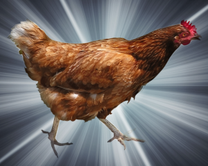 chicken_PNG2149.png