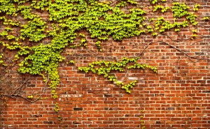 Ivy leaves brick wall