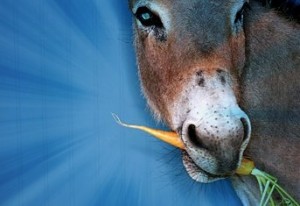 donkey-carrot