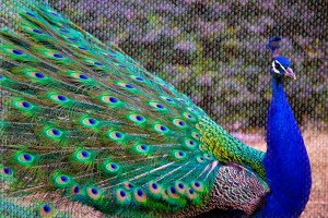 peacock-02