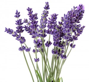 lavender5